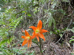 Hippeastrum blossfeldiae