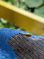 Isotes mexicana