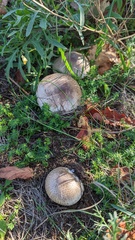 Agaricus xanthodermus
