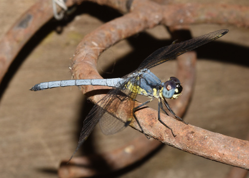 Pied-spot photo 2