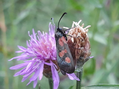 Zygaena viciae