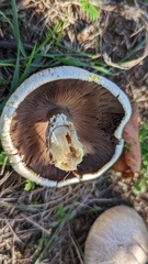Agaricus xanthodermus