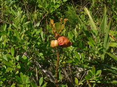Lyonia fruticosa