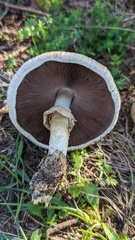 Agaricus xanthodermus