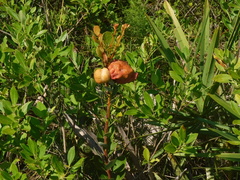 Lyonia fruticosa