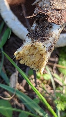 Agaricus xanthodermus