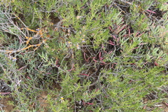 Felicia filifolia