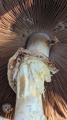 Agaricus xanthodermus