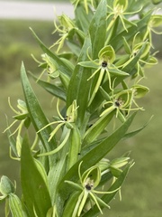 Habenaria repens
