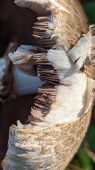 Agaricus xanthodermus