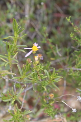 Felicia filifolia