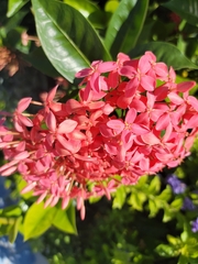 Ixora