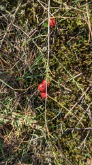 Asparagus officinalis