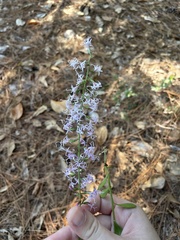 Liatris elegans