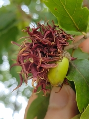 Andricus caputmedusae