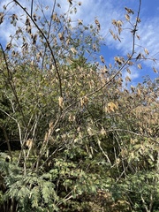 Albizia julibrissin