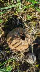 Lycoperdon lividum