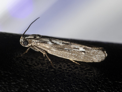 Ethmia discostrigella