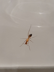 Camponotus baldaccii