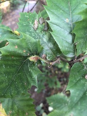 Dryocosmus kuriphilus