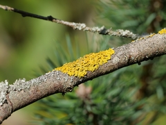 Xanthoria parietina