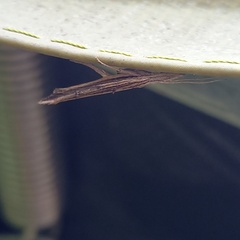 Ypsolopha mucronella