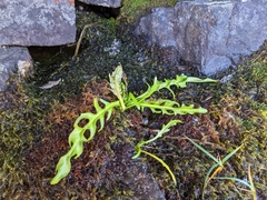 Tephroseris palustris