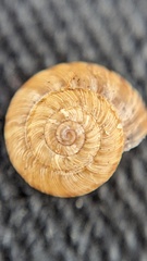 Xeroplexa intersecta