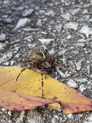 Araneus saevus