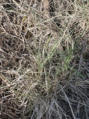 Aristida purpurea