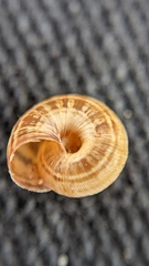 Xeroplexa intersecta