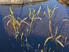 Tephroseris palustris