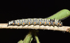 Ethmia circumdatella
