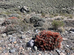 Anarthrophyllum desideratum