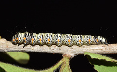Ethmia circumdatella