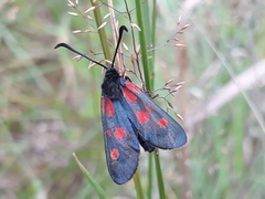 Zygaena viciae