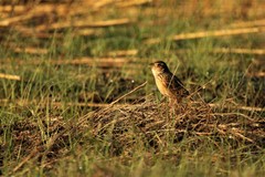 Mirafra javanica