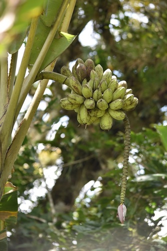 Image of Musa balbisiana by (c) Norman Salazar Arguedas, some rights reserved (CC BY-SA)