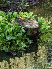 Rorippa amphibia