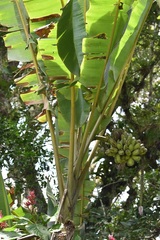 Musa balbisiana