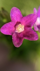 Anchusa officinalis
