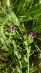 Anchusa officinalis
