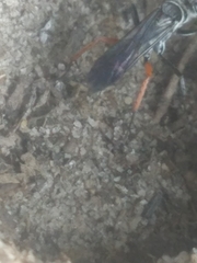 Episyron conterminus