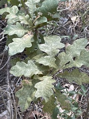 Quercus laceyi