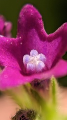 Anchusa officinalis