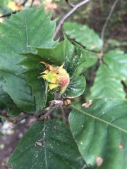 Dryocosmus kuriphilus