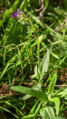 Anchusa officinalis