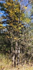 Gleditsia triacanthos