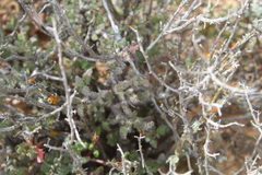 Pelargonium alternans