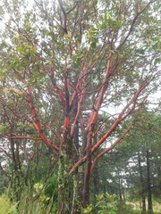 Arbutus